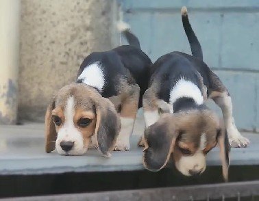 Pure Breed Beagle price in Hyderabad