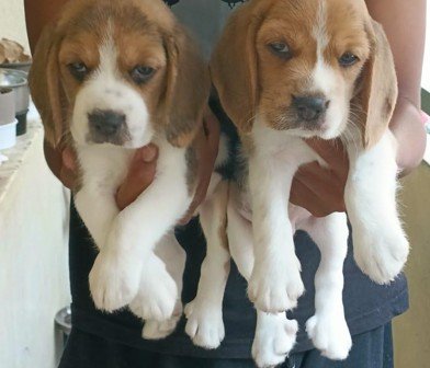 Beagle online price in Hyderabad