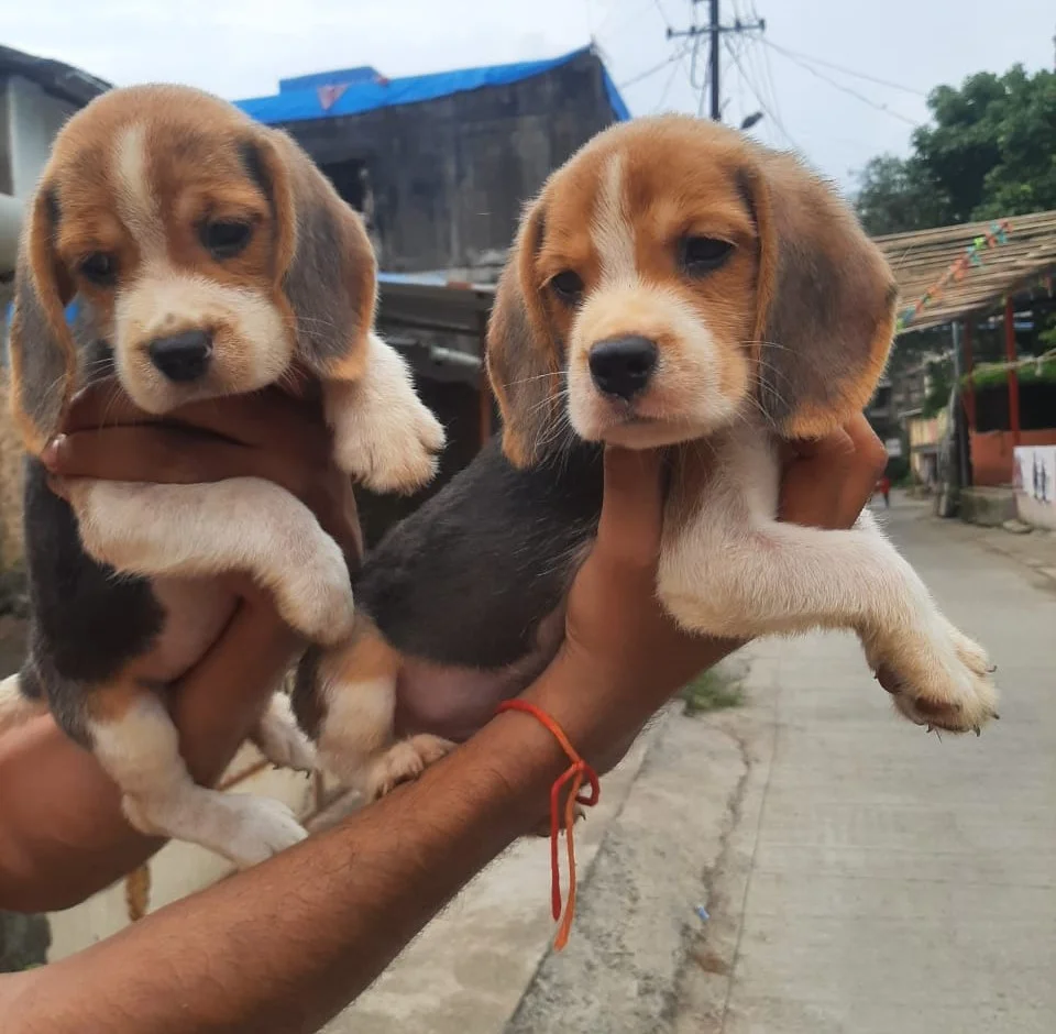 Beagle price in india