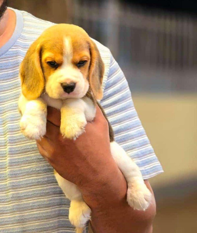 Beagle female price in india