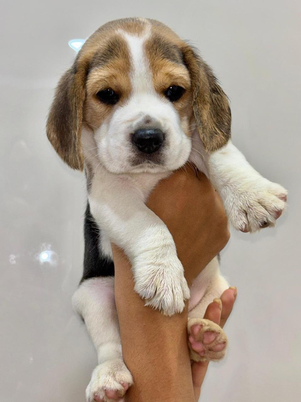 Beagle dog breeder in india