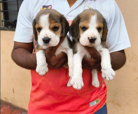 Beagle online shop in india