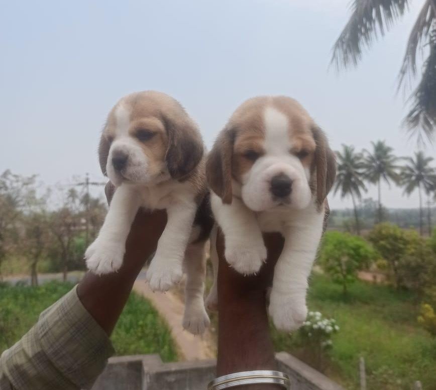 Beagle Price In Kolkata