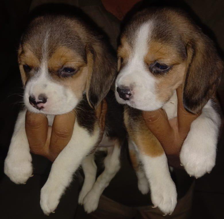 Beagle dog breeder in Kolkata
