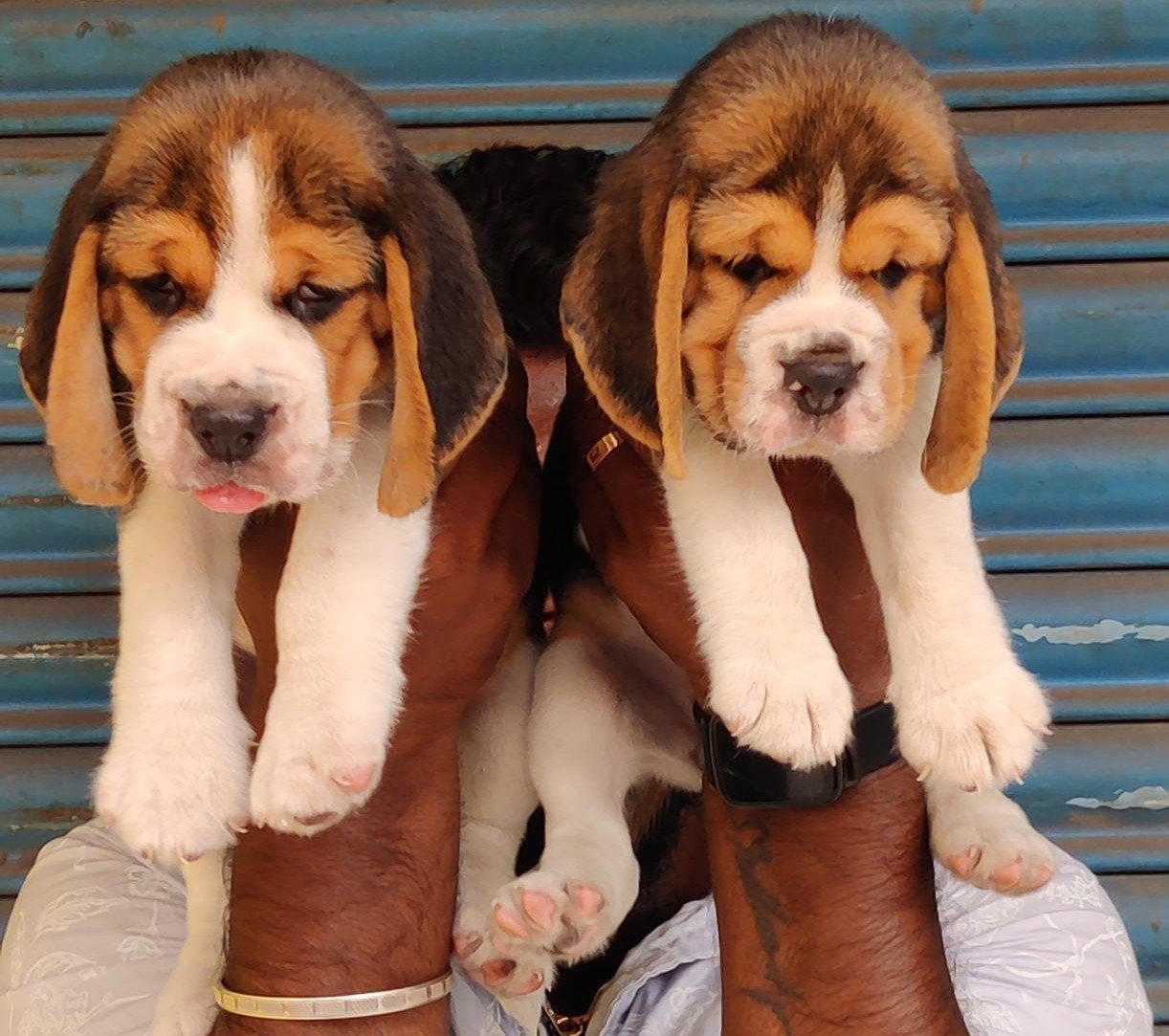 Beagle Female price in Kolkata