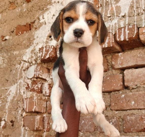 Beagle Male Price in Kolkata