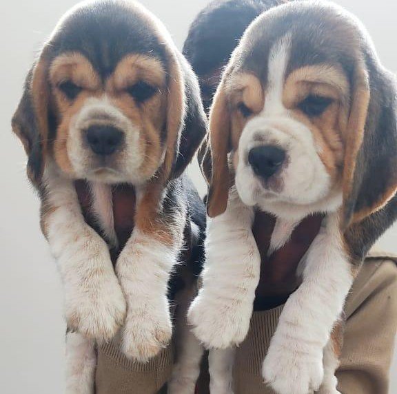 Pure Breed Beagle price in Kolkata