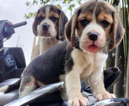 Beagle online price in Kolkata
