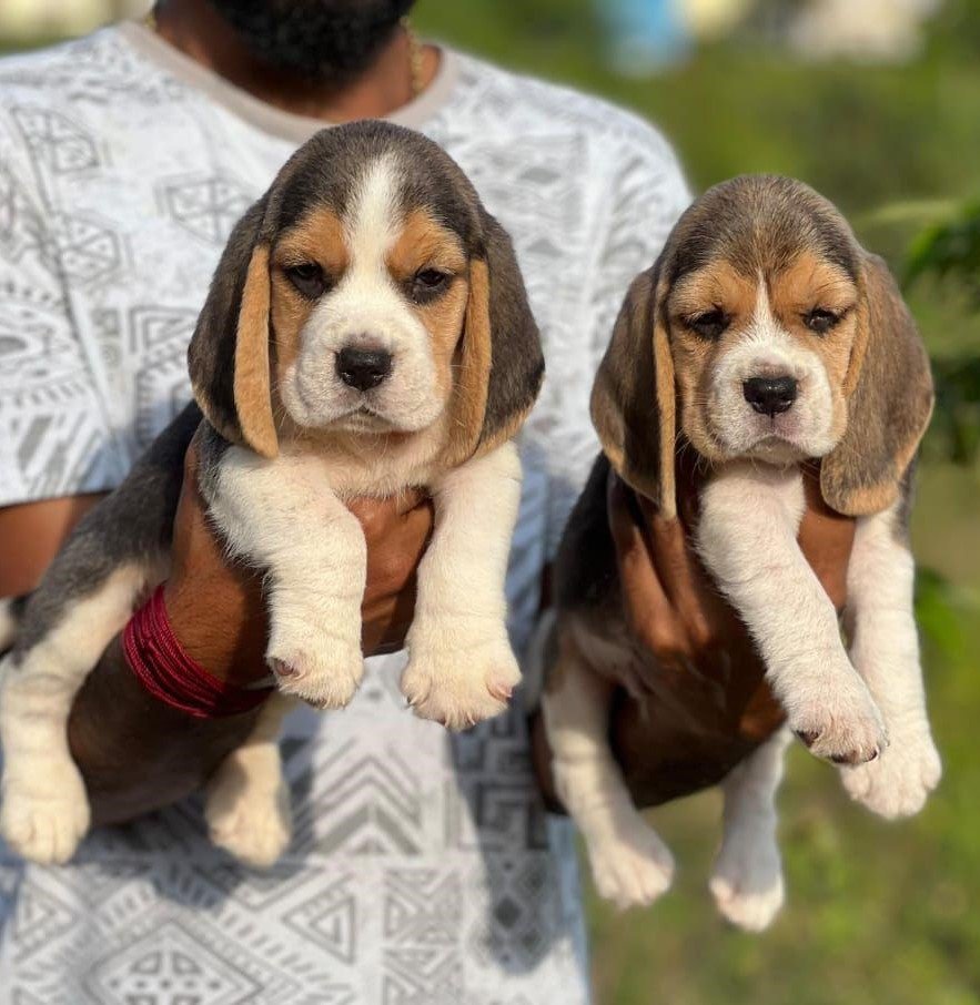 Beagle Price In Vizag