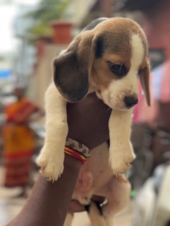 Beagle dog breeder in Vizag