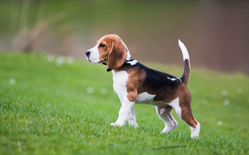 Pure Breed Beagle price in Vizag