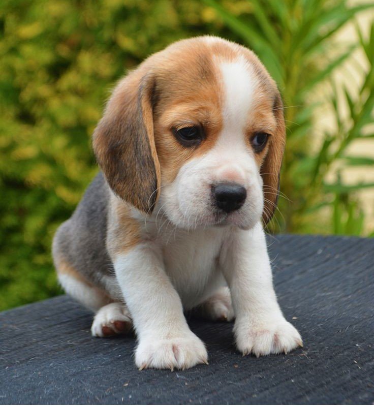 Beagle online price in Vizag