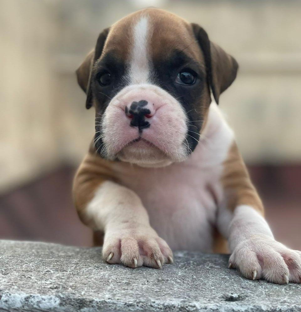 Boxer Price In Ahmedabad