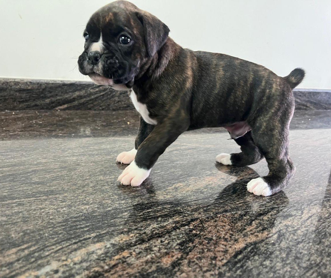 Boxer dog breeder in Ahmedabad