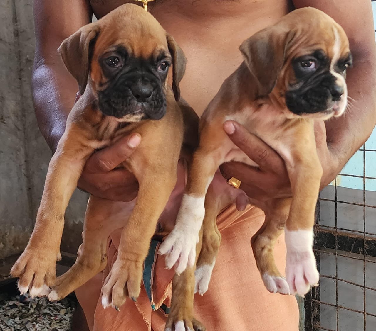 Boxer Female price in Ahmedabad