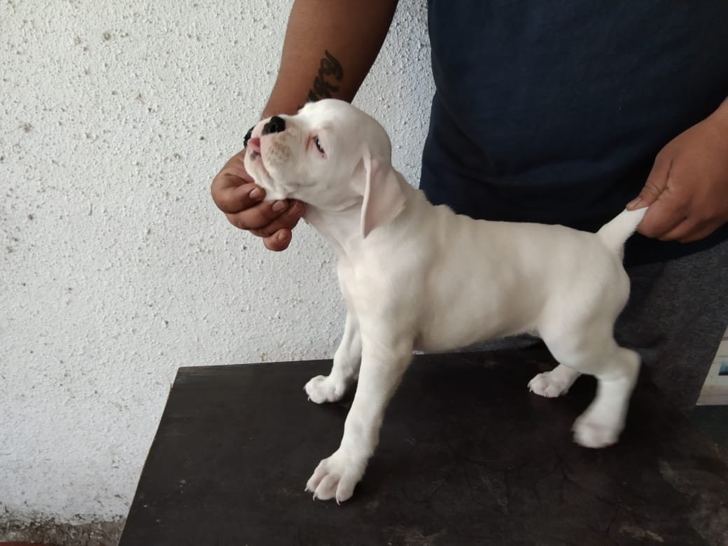 Boxer Male Price in Ahmedabad