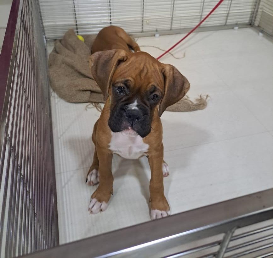 Boxer female price in mumbai