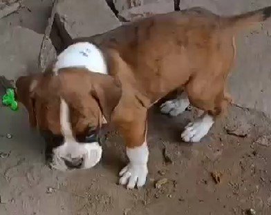 Boxer  price in mumbai
