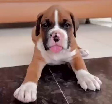 KCI registered Boxer  puppy price in mumbai