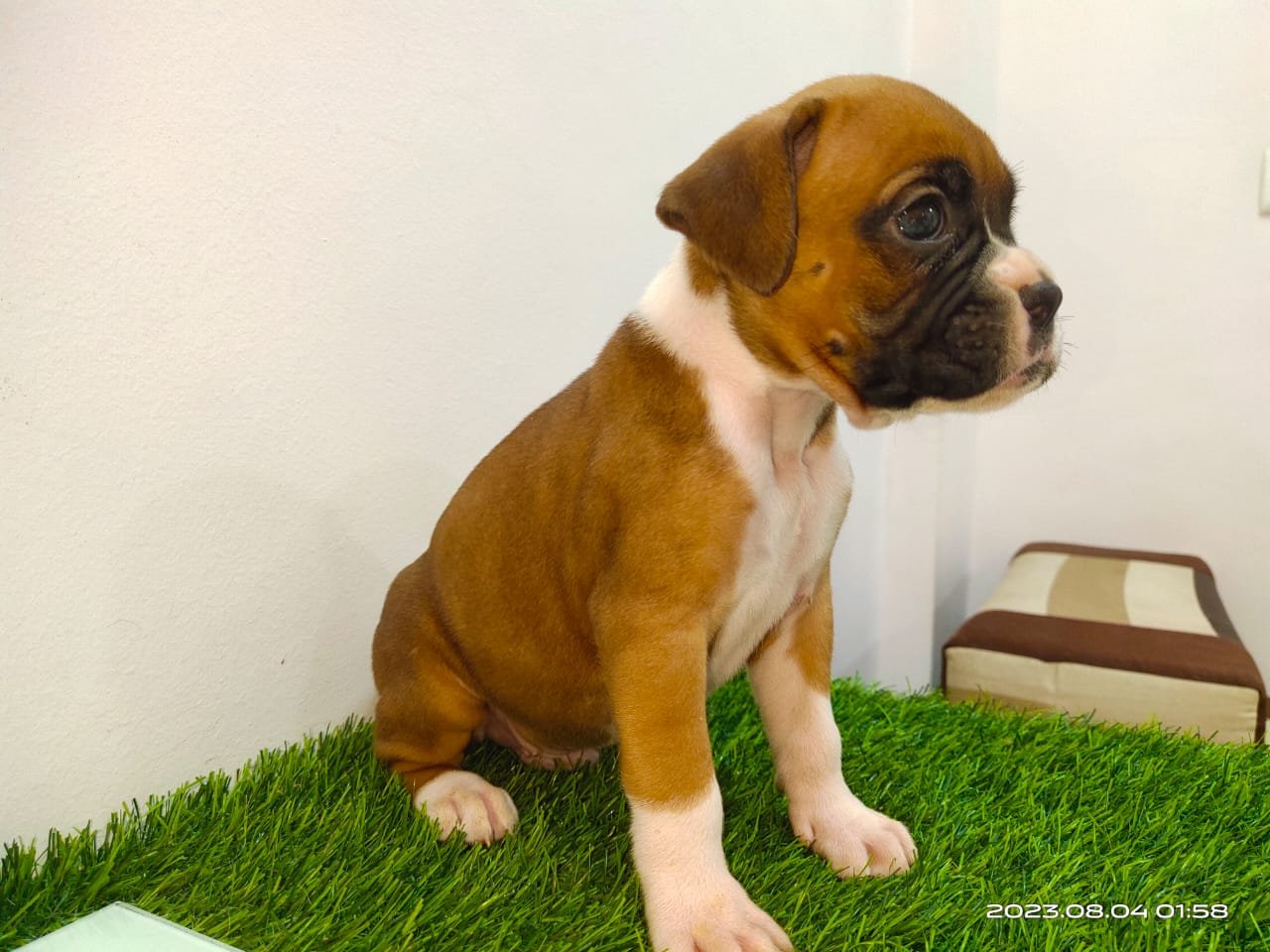 Boxer Price In Bangalore
