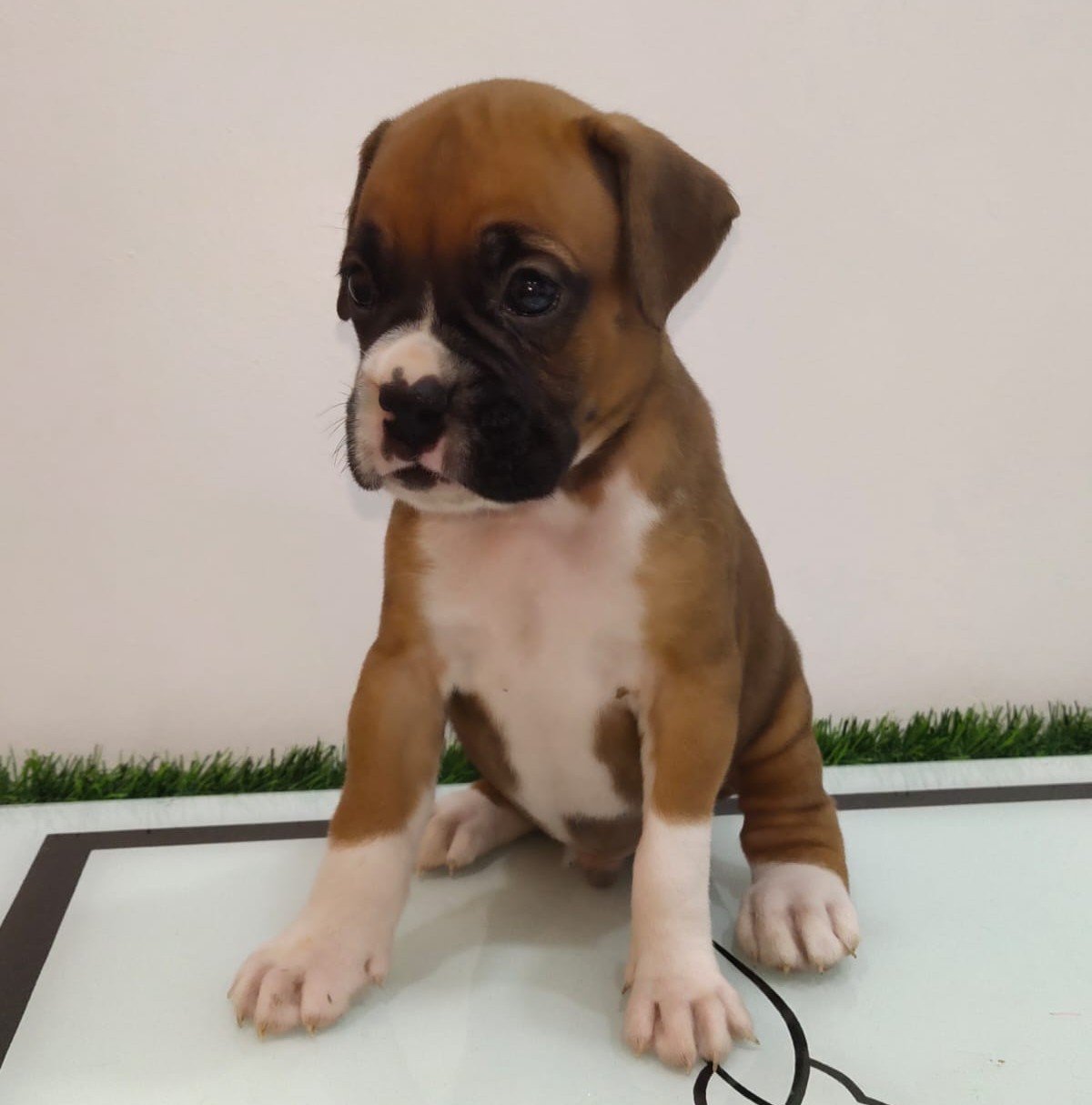 Boxer dog breeder in Bangalore