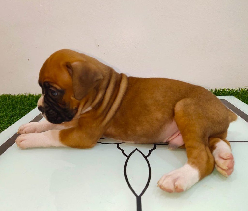 Boxer Female price in Bangalore