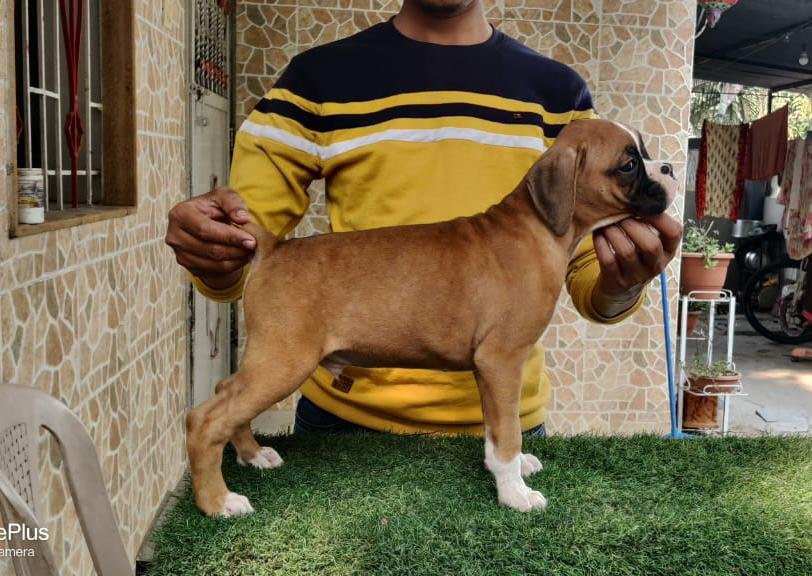 Boxer Male Price in Bangalore