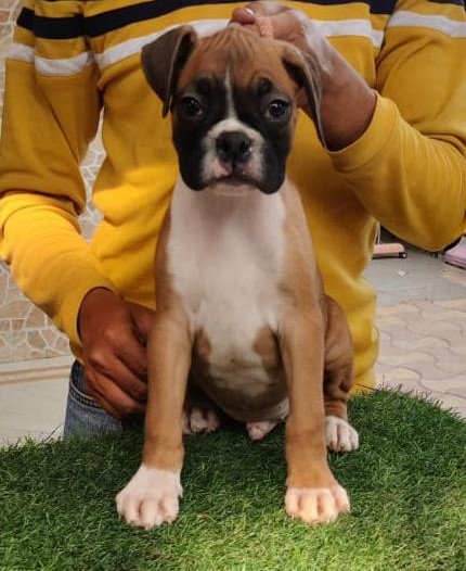 Pure Breed Boxer price in Bangalore