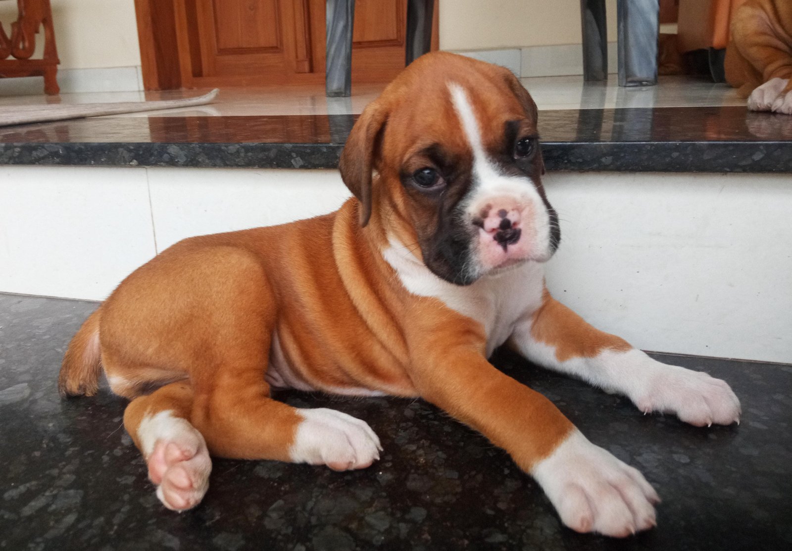 Boxer male price in pune