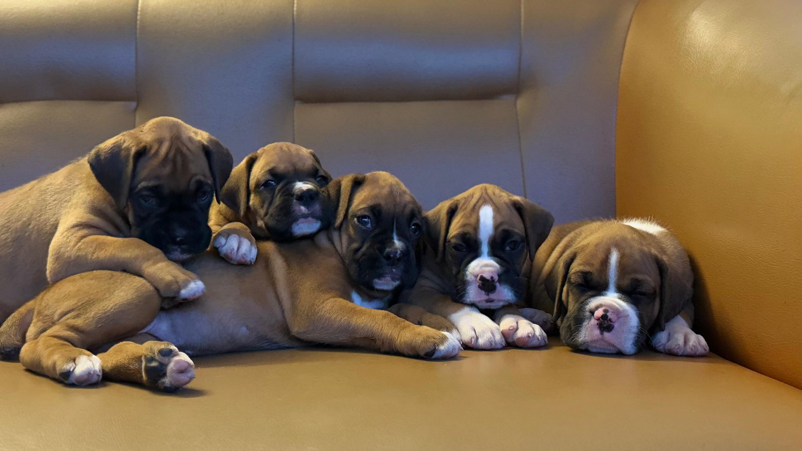Boxer female price in pune