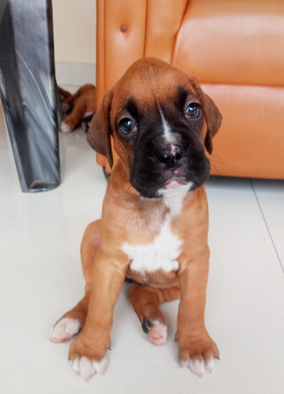 Boxer dog breeder in pune