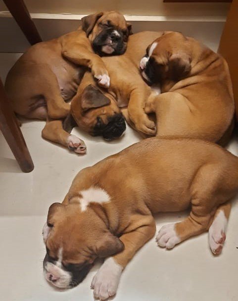 Boxer puppies price in pune