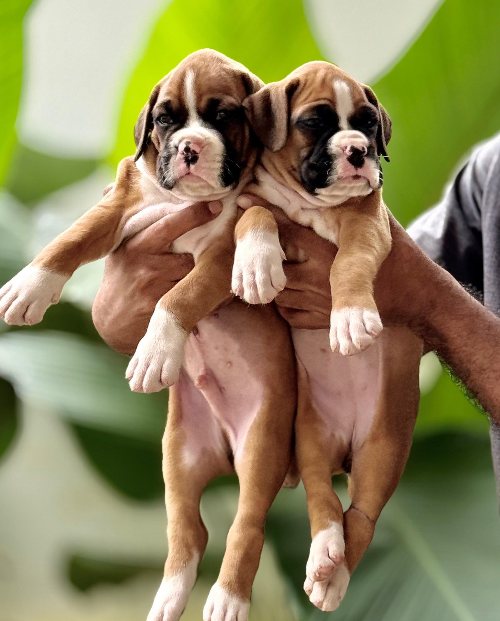 Boxer dog price in pune