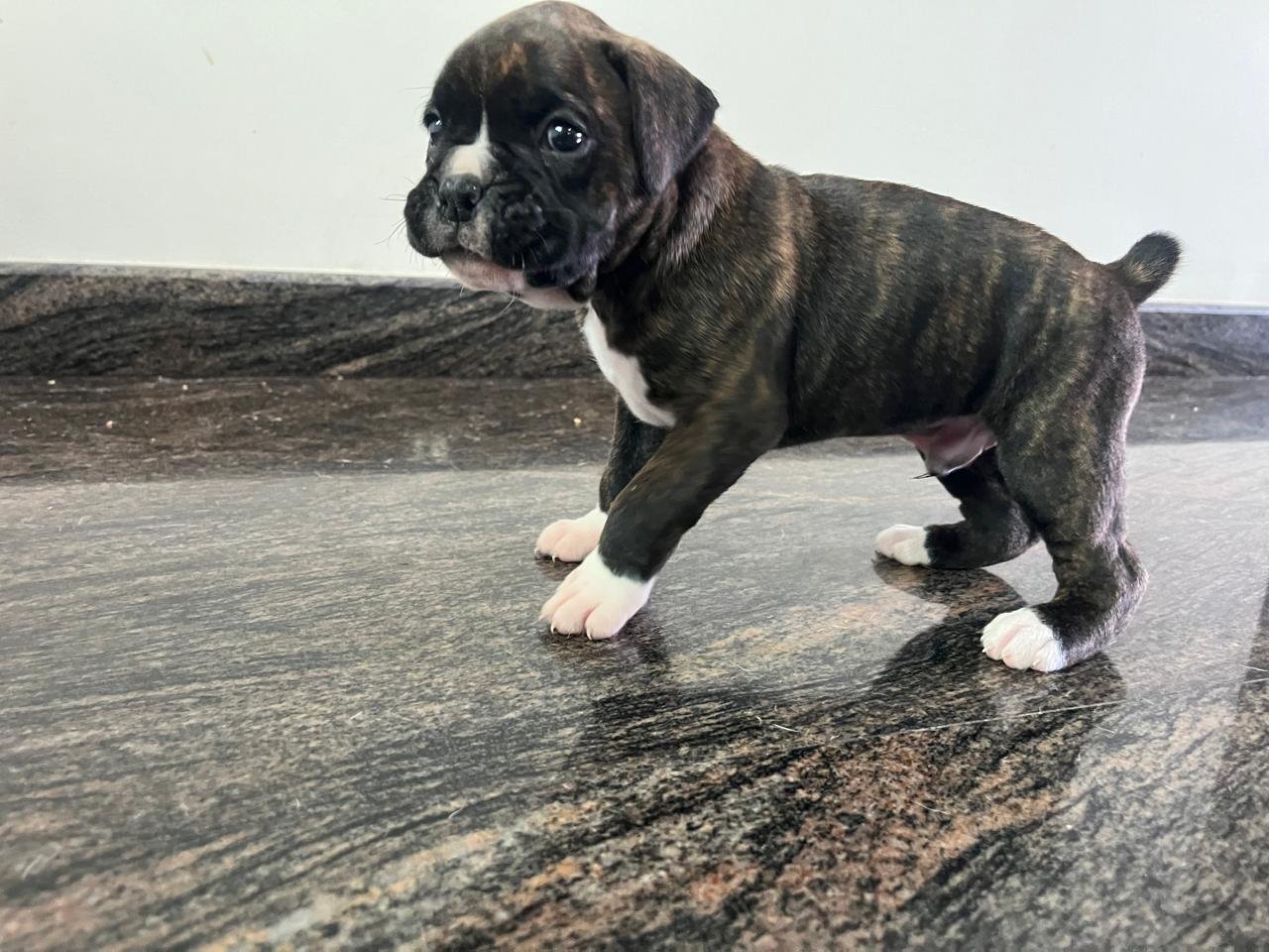 Boxer Price In Chennai