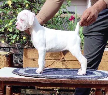 Boxer dog breeder in Chennai
