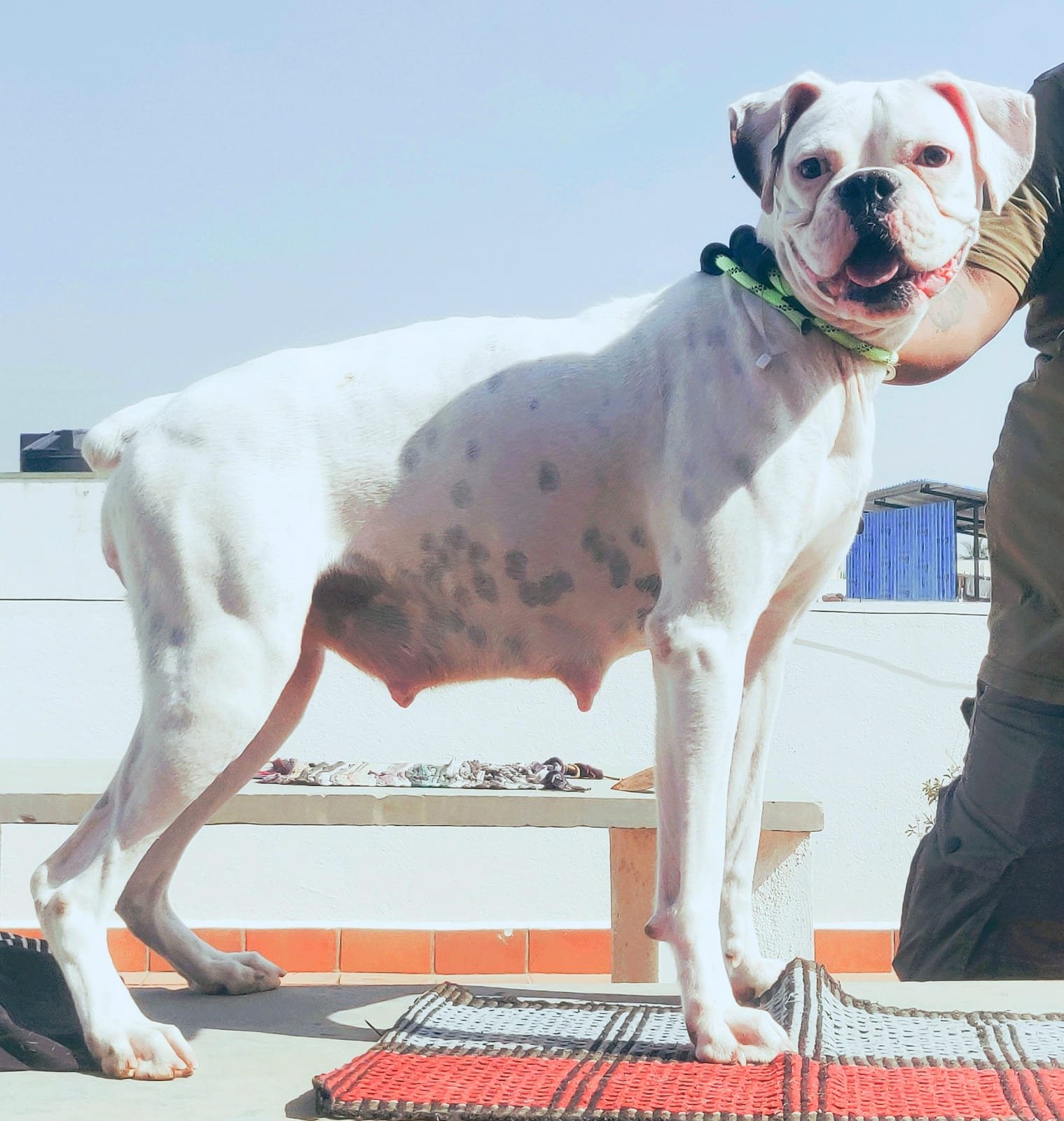 Boxer Female price in Chennai