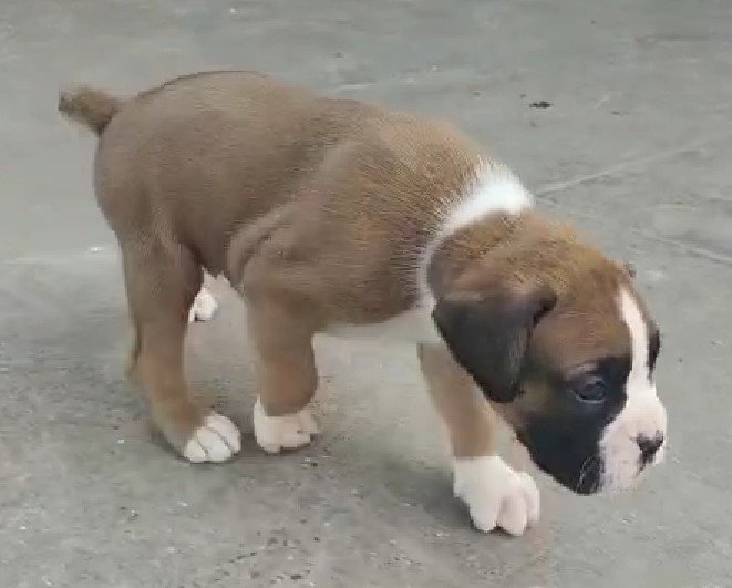 Boxer Male Price in Chennai