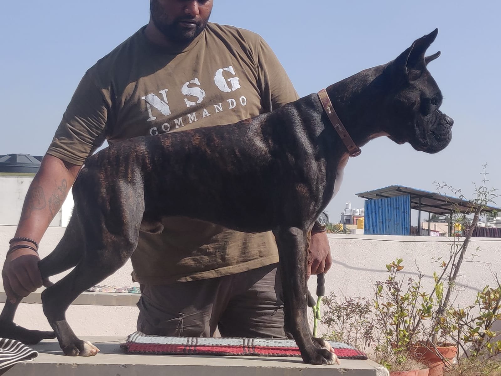 Pure Breed Boxerprice in Chennai