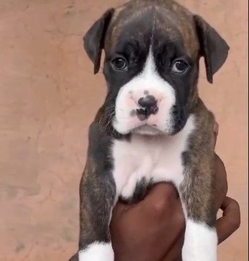 boxer male price in goa