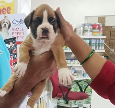 boxer dog breeders in goa