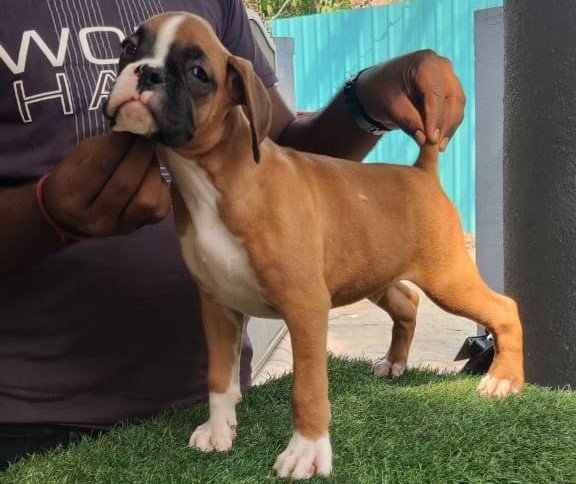 boxer puppies price in goa