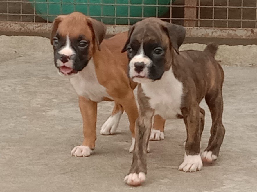 boxer pet shop in goa