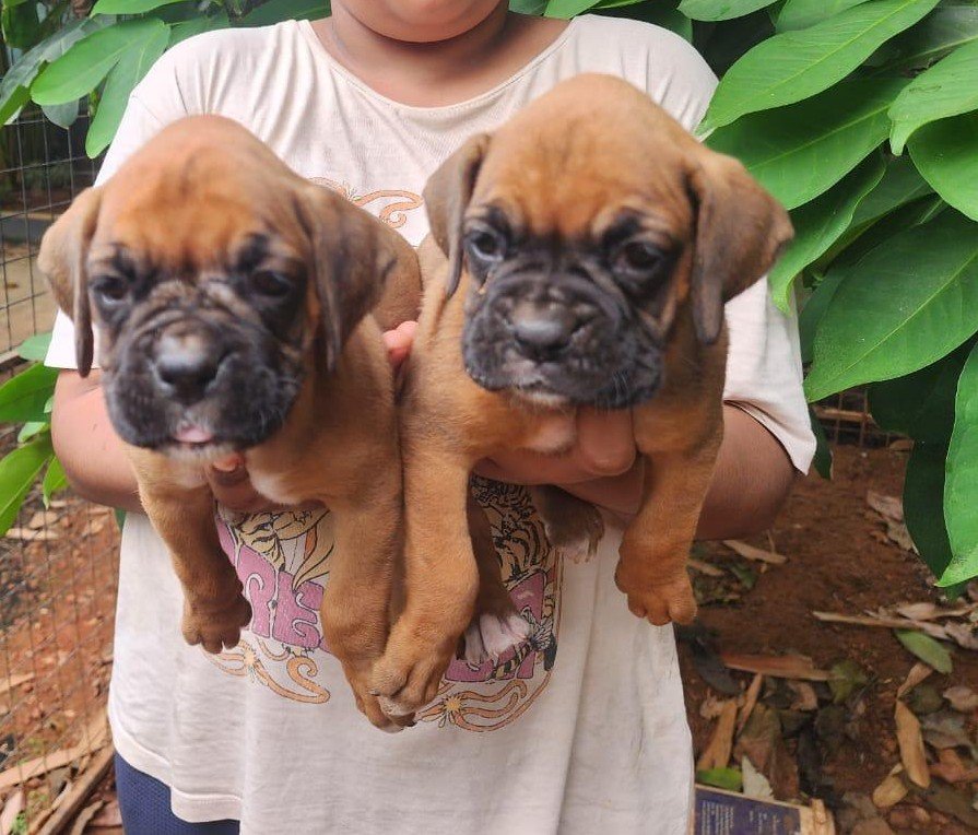 Boxer Price In Hyderabad