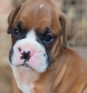 Boxer dog breeder in Hyderabad