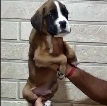 Boxer Female price in Hyderabad