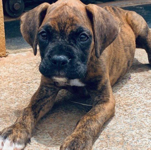Boxer Male Price in Hyderabad