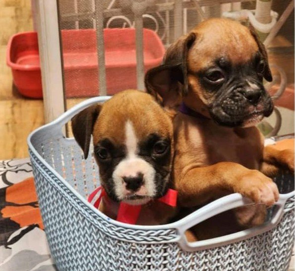 Pure Breed Boxer price in Hyderabad