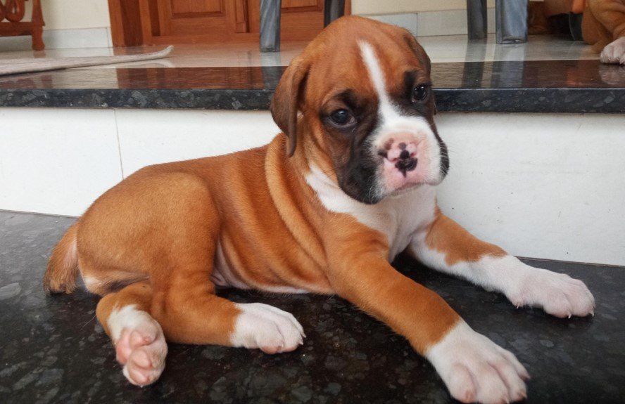 Boxer male price in india