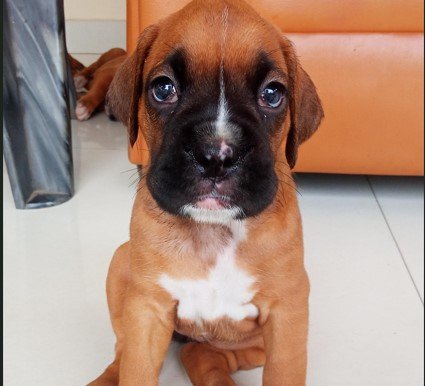 Boxer dog breeder in india