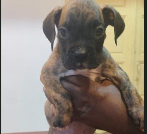 Boxer dog for sale online in india